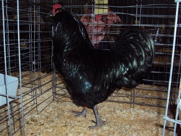 SC District 2014 Junior RV Black Cockerel